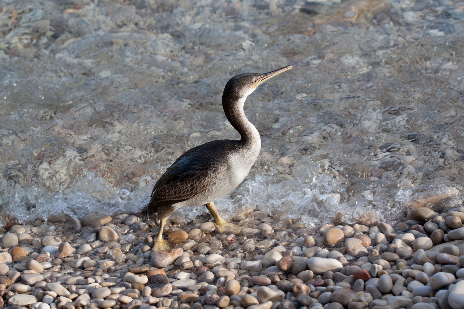 El aumento de las poblaciones de cormorán está causando daños importantes en la pesca continental y la acuicultura en toda la UE, según revela un estudio recientemente publicado.